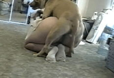 Vídeo de mulher gorda dando para cachorro
