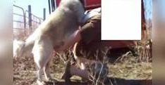 Zoofilia gay dando o cu para o cachorro na fazenda