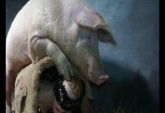 Zoofilia amadora mulher transando com porco no chiqueiro